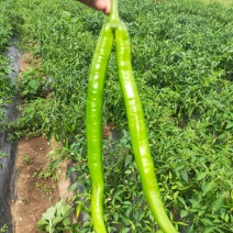 辣子新鲜卖，价格实惠