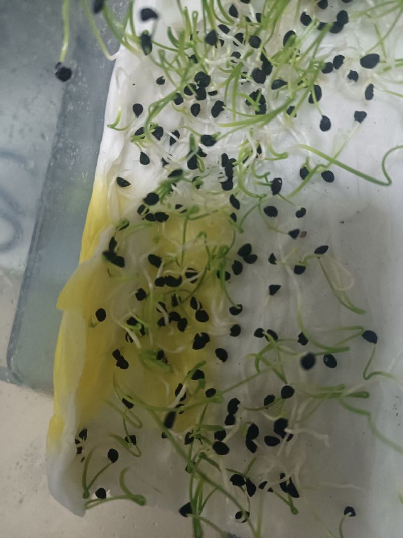 十吨红适宜甘肃新疆内蒙种植色泽红亮个头大抗裂
