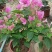 三角梅带花盆栽大苗室内盆栽四季种植爬藤花卉攀援花卉
