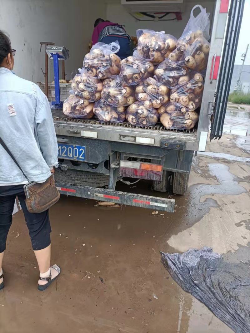 河北永年产地莲藕，视频验货，质量保证，物美价廉，诚信代办