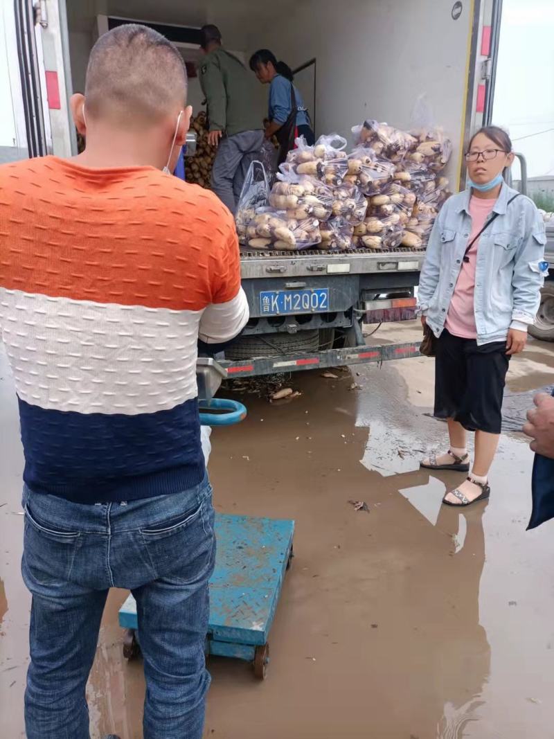 河北永年产地莲藕，视频验货，质量保证，物美价廉，诚信代办