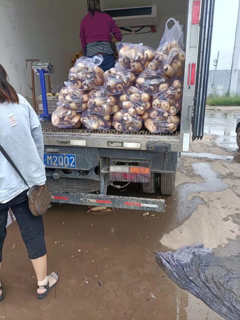 河北永年产地莲藕，视频验货，质量保证，物美价廉，诚信代办
