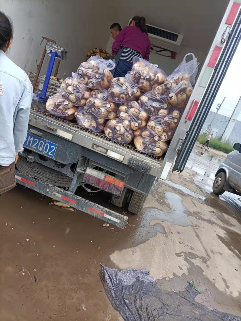 河北永年产地莲藕，视频验货，质量保证，物美价廉，诚信代办