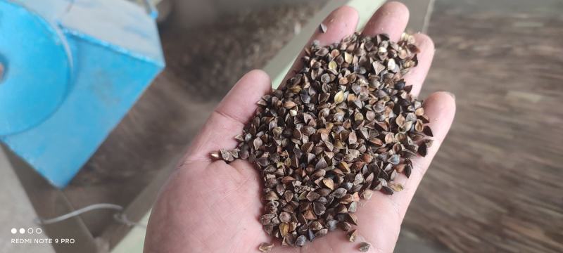 固阳新荞麦，净粮，水分17以内