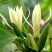 浓香型嫁接白兰花苗白玉兰花卉黄果兰绿植四季开花苗