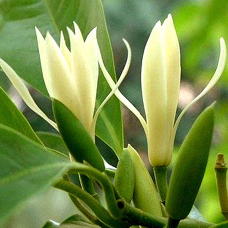 浓香型嫁接白兰花苗白玉兰花卉黄果兰绿植四季开花苗