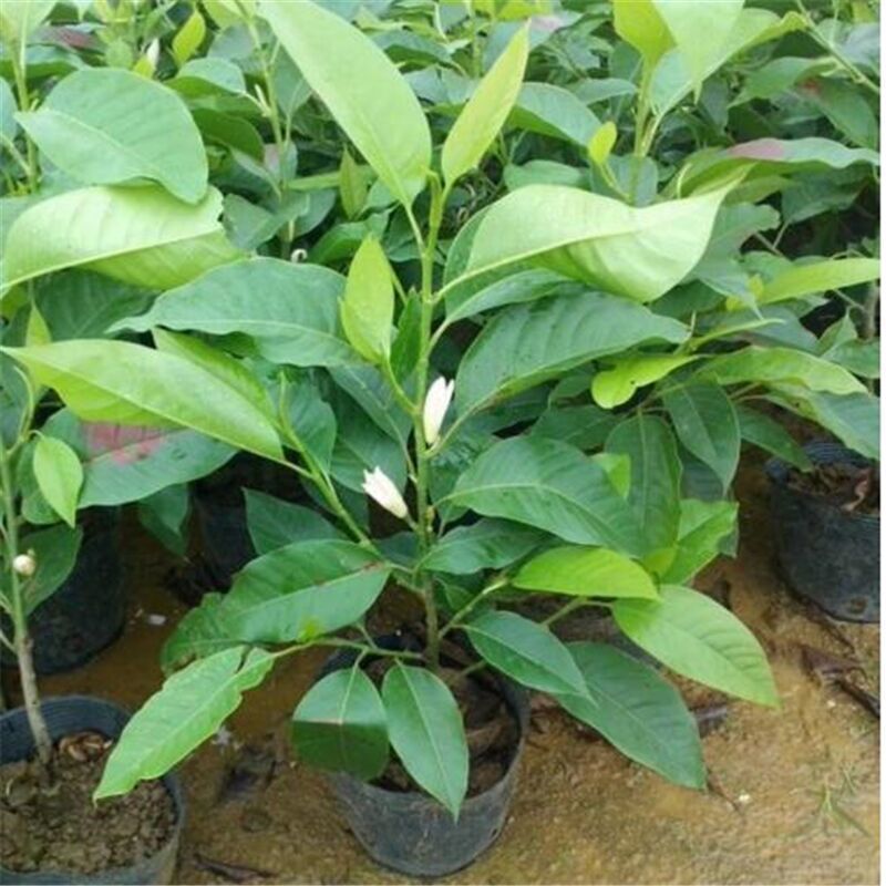 浓香型嫁接白兰花苗白玉兰花卉黄果兰绿植四季开花苗