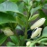浓香型嫁接白兰花苗白玉兰花卉黄果兰绿植四季开花苗