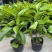 浓香型嫁接白兰花苗白玉兰花卉黄果兰绿植四季开花苗