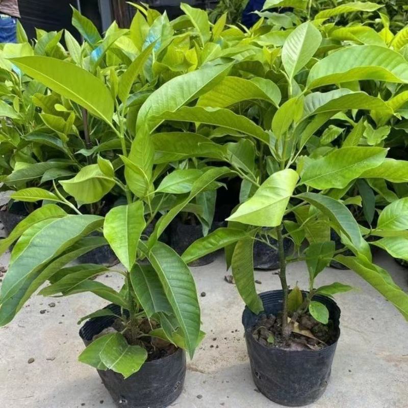 浓香型嫁接白兰花苗白玉兰花卉黄果兰绿植四季开花苗