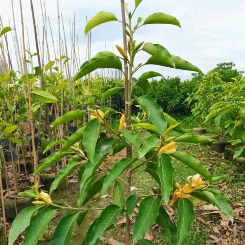 浓香型嫁接白兰花苗白玉兰花卉黄果兰绿植四季开花苗