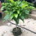 浓香型嫁接白兰花苗白玉兰花卉黄果兰绿植四季开花苗
