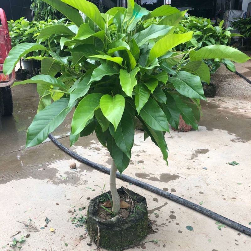浓香型嫁接白兰花苗白玉兰花卉黄果兰绿植四季开花苗