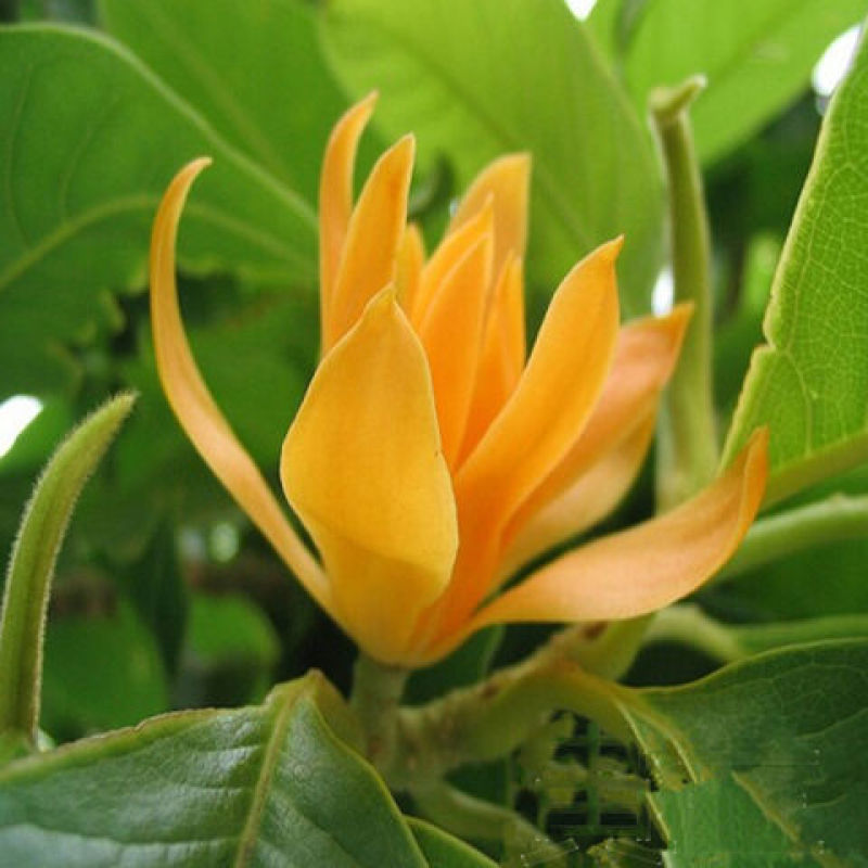 浓香型嫁接白兰花苗白玉兰花卉黄果兰绿植四季开花苗