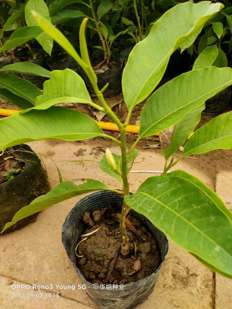 浓香型嫁接白兰花苗白玉兰花卉黄果兰绿植四季开花苗