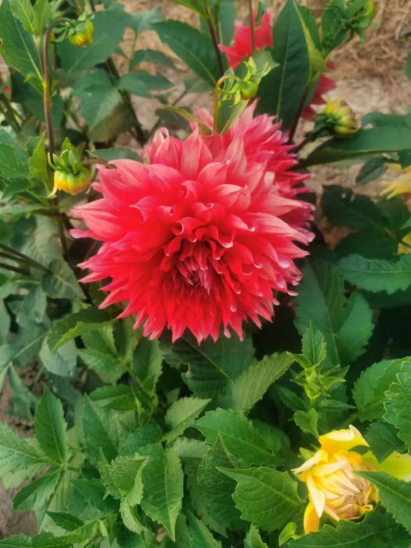 甘肃省定西市临洮县大丽花庭院种