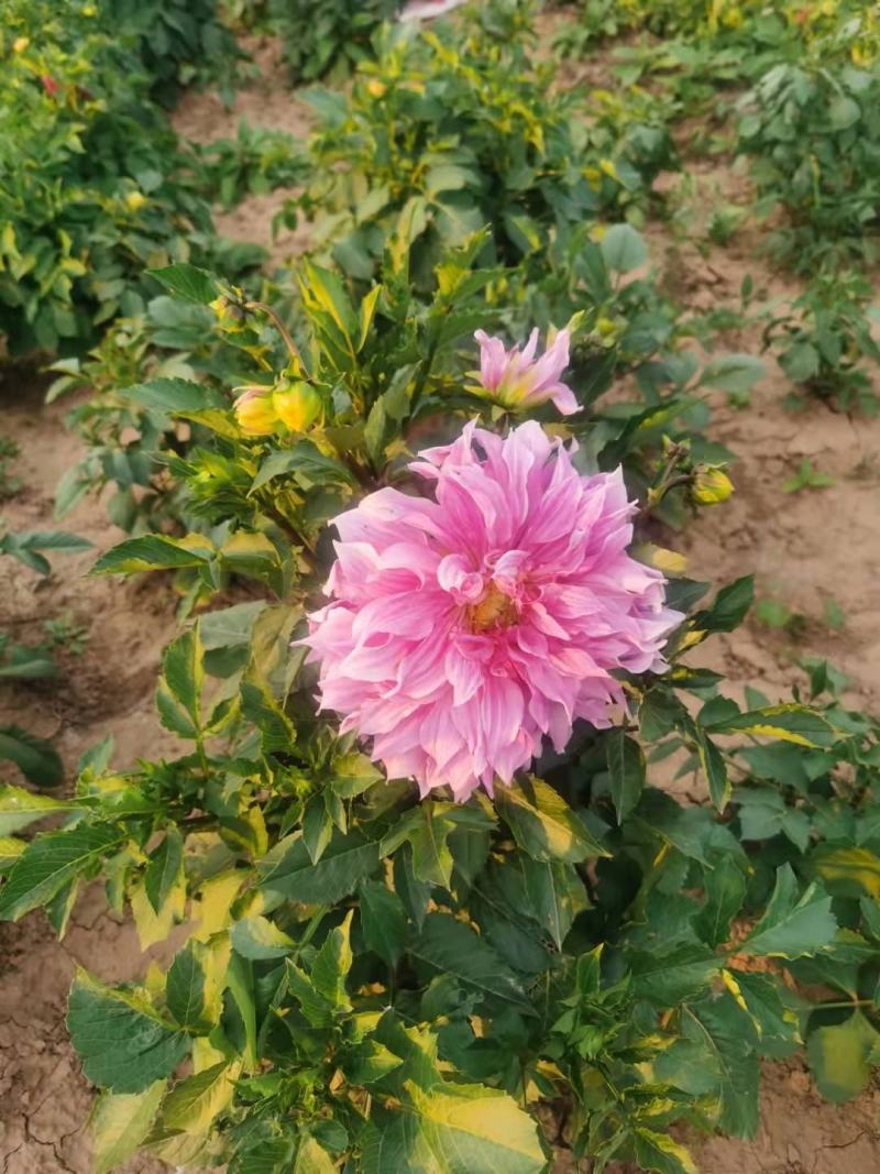 甘肃省定西市临洮县大丽花庭院种
