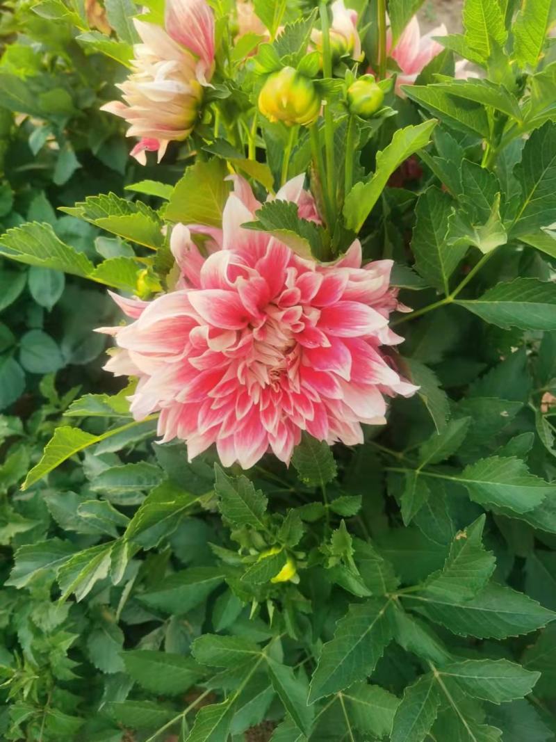 甘肃省定西市临洮县大丽花庭院种