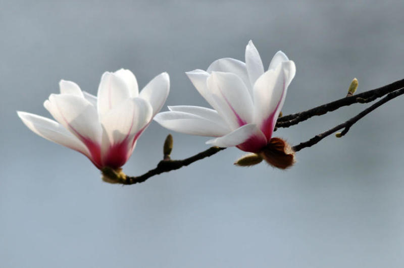 浓香型嫁接白兰花苗白玉兰花卉黄果兰绿植四季开花苗