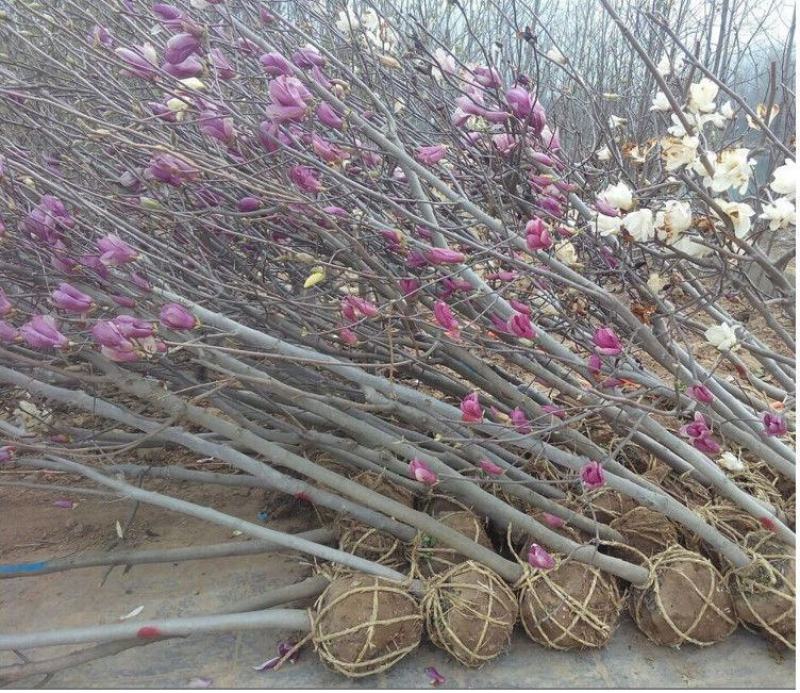 浓香型嫁接白兰花苗白玉兰花卉黄果兰绿植四季开花苗
