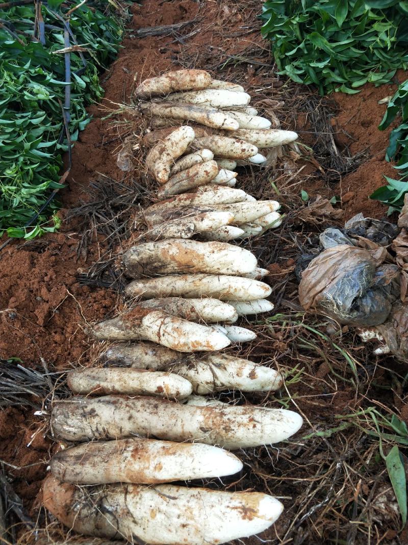 灵芝红土山药大量上市价格便宜