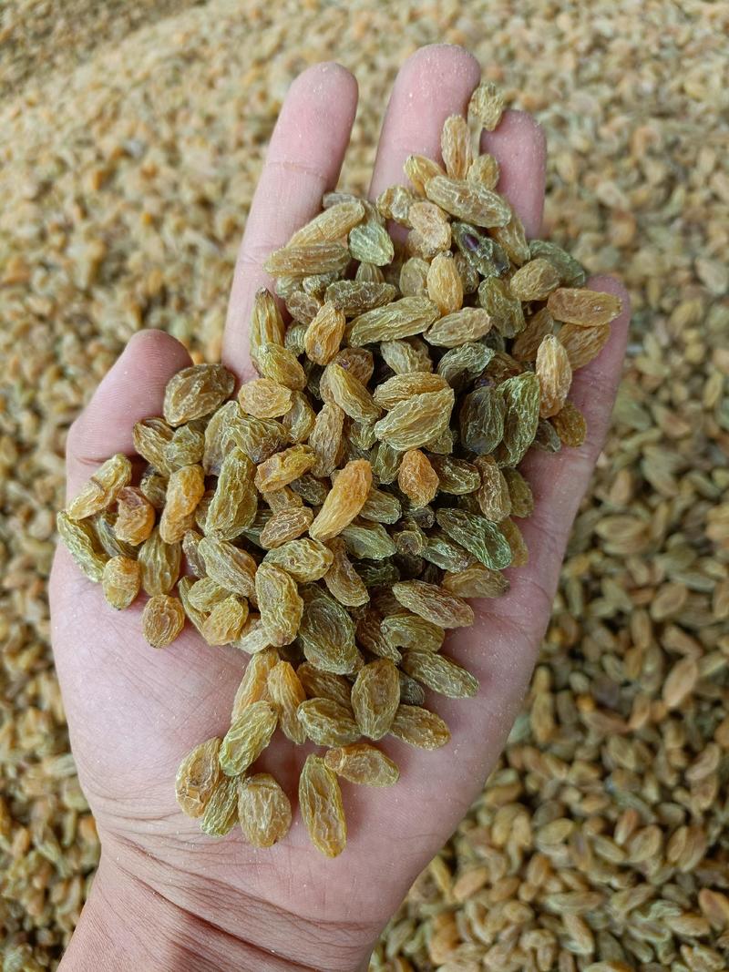 新疆吐鲁番葡萄干大颗粒，中颗粒，小颗粒一年四季都有货