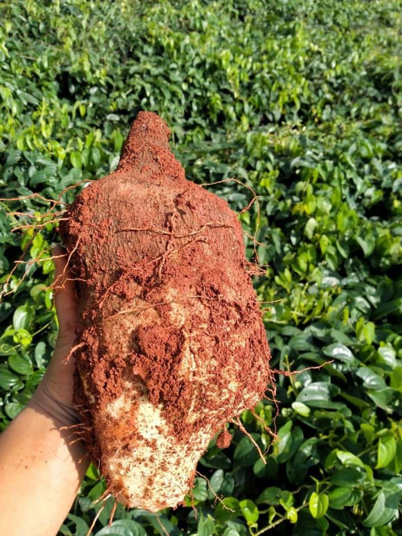 称托山药产地直销量大优先