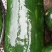 安岳冬瓜种植户