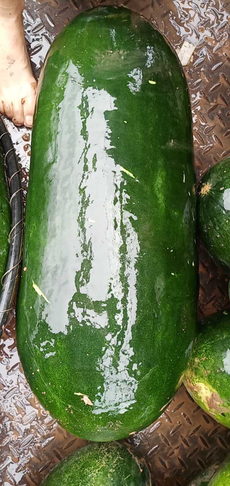 安岳冬瓜种植户