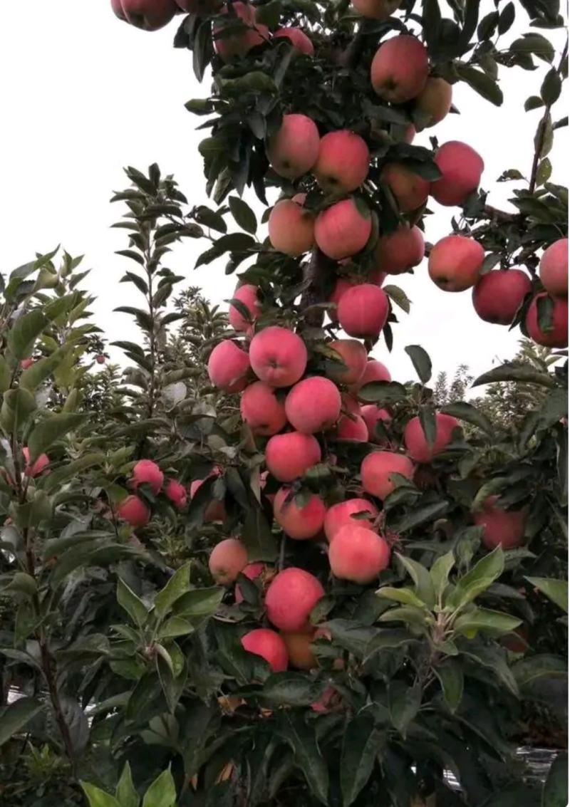 山东苹果批发货源充足品种齐全质量保证