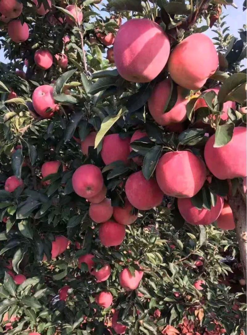 山东苹果批发货源充足品种齐全质量保证