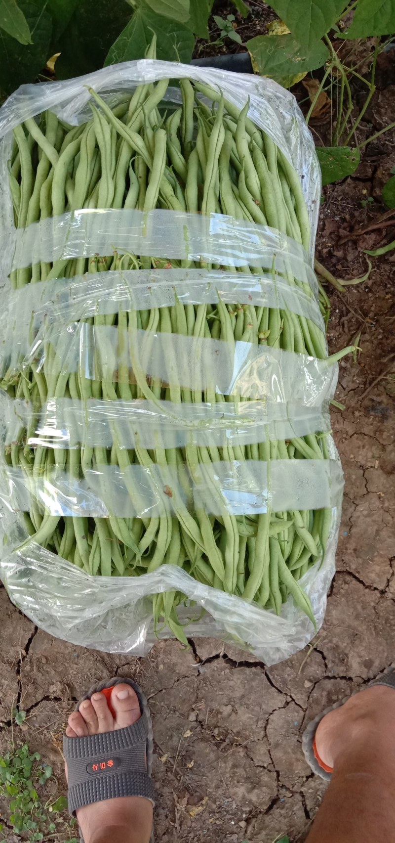 云南，大青豆，无筋豆，上市，需要联系，