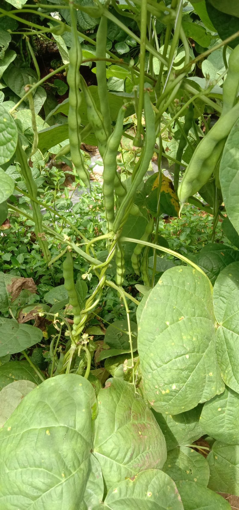 云南，大青豆，无筋豆，上市，需要联系，