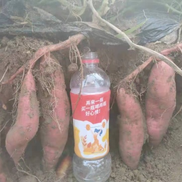 西瓜红，量大，100亩基地