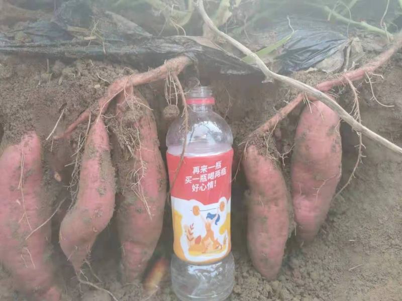 西瓜红，量大，100亩基地