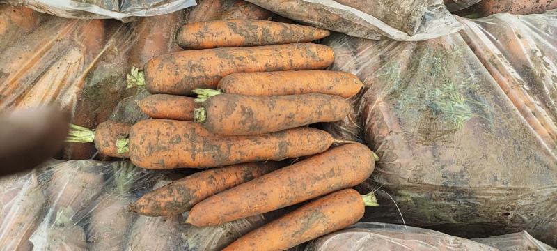 萝卜