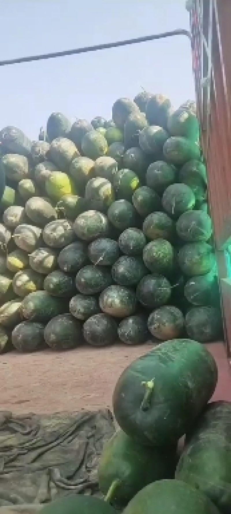 黑皮冬瓜