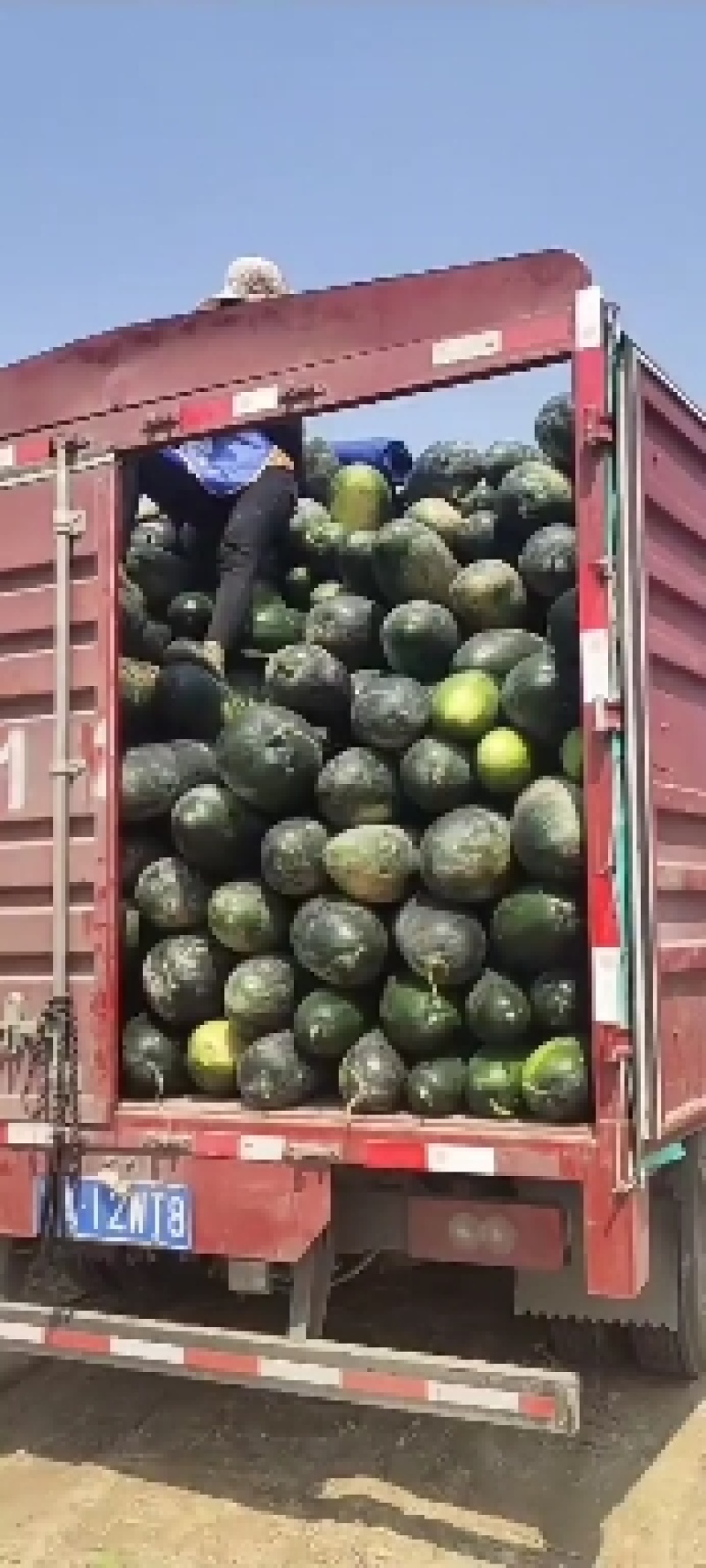 黑皮冬瓜