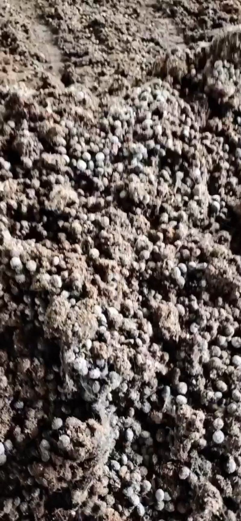 腐熟发酵纯鸡粪兔粪羊粪瓜果蔬菜大棚基地种植