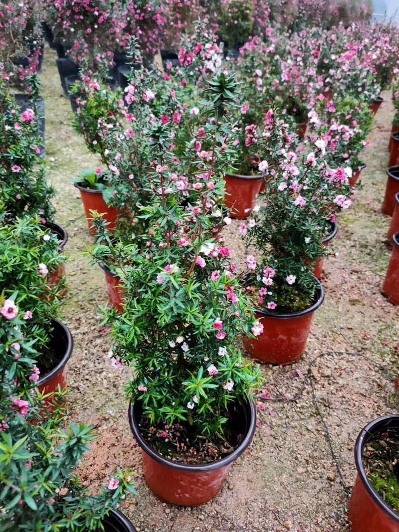 澳洲进口松红梅盆栽带花苞超长花期一棵多色四季常青室内阳台