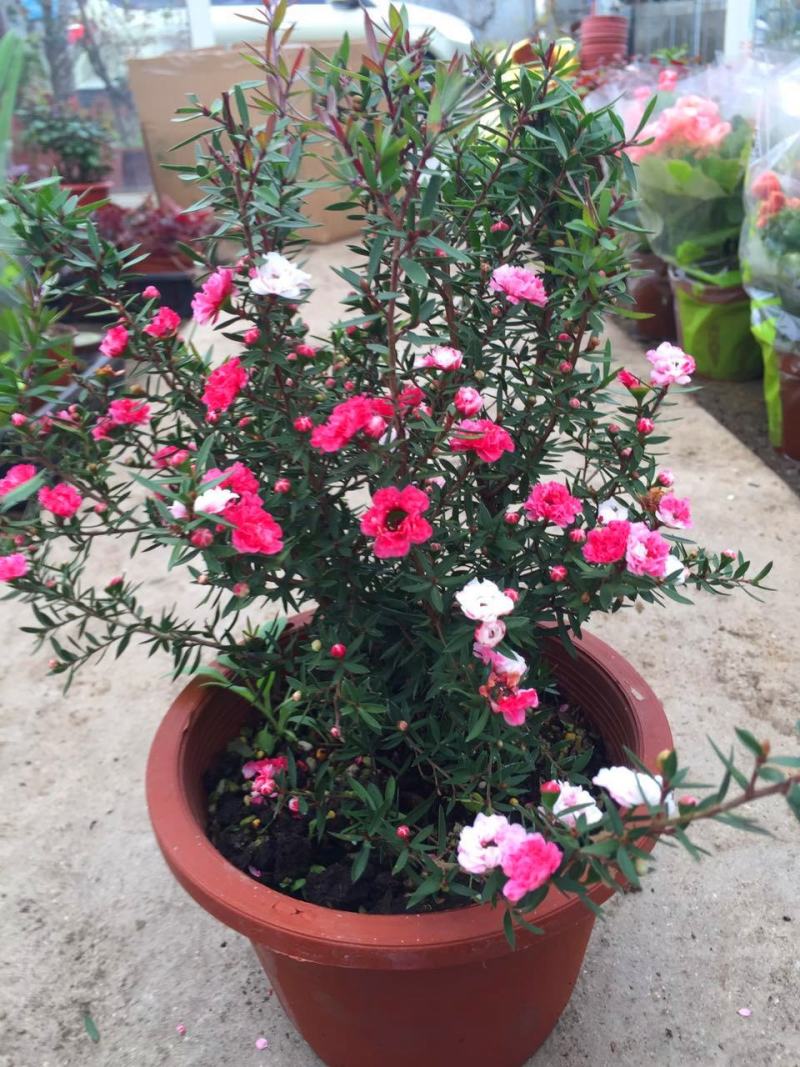 澳洲进口松红梅盆栽带花苞超长花期一棵多色四季常青室内阳台