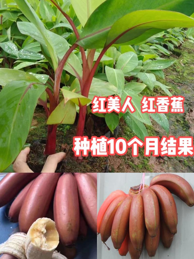 香蕉苗红美人、红皮香蕉苗树苗包邮南方北方种植