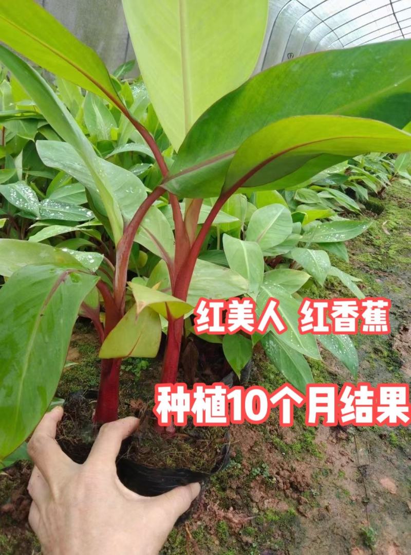 香蕉苗红美人、红皮香蕉苗树苗包邮南方北方种植