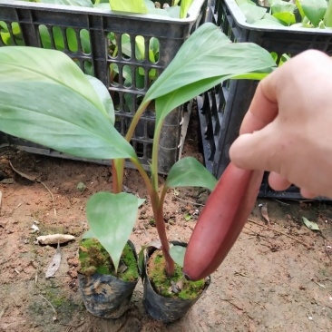 香蕉苗红美人、红皮香蕉苗树苗包邮南方北方种植