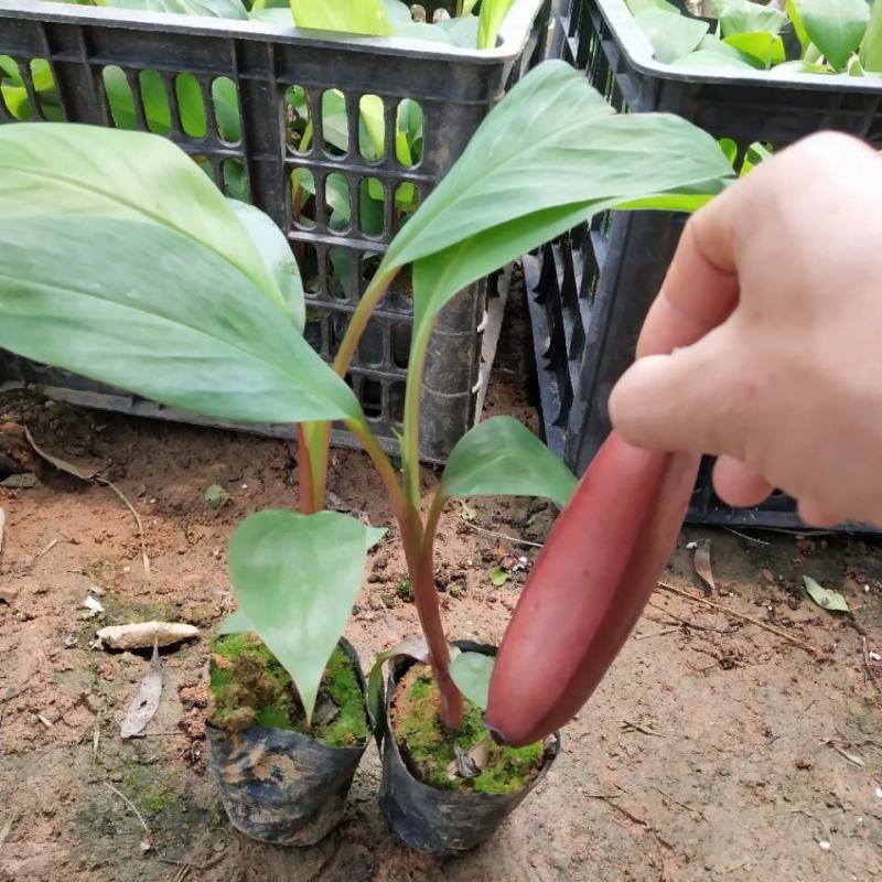 香蕉苗红美人、红皮香蕉苗树苗包邮南方北方种植