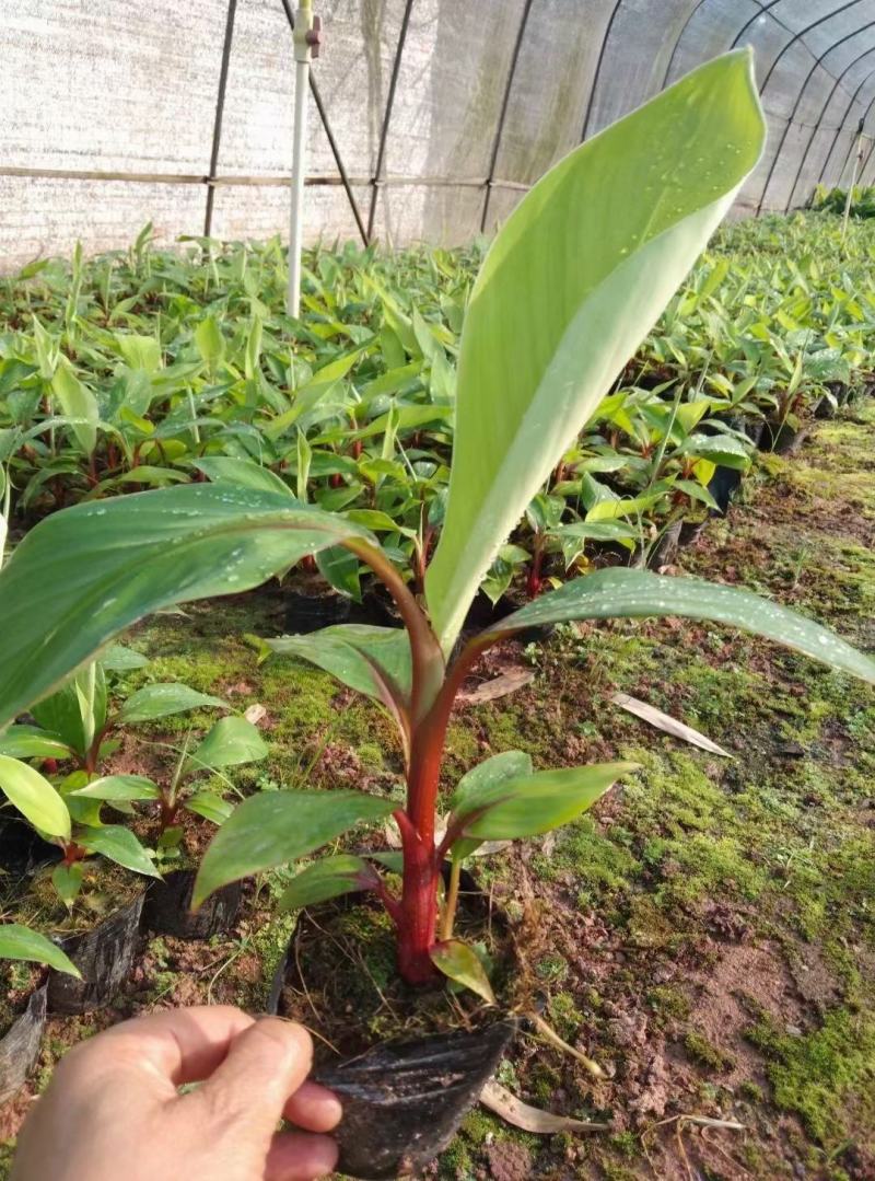 香蕉苗红美人、红皮香蕉苗树苗包邮南方北方种植