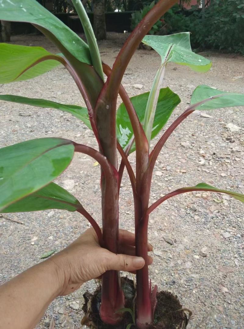香蕉苗红美人、红皮香蕉苗树苗包邮南方北方种植