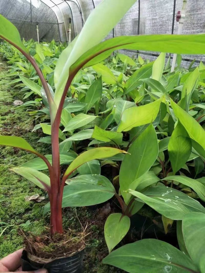 香蕉苗红美人、红皮香蕉苗树苗包邮南方北方种植