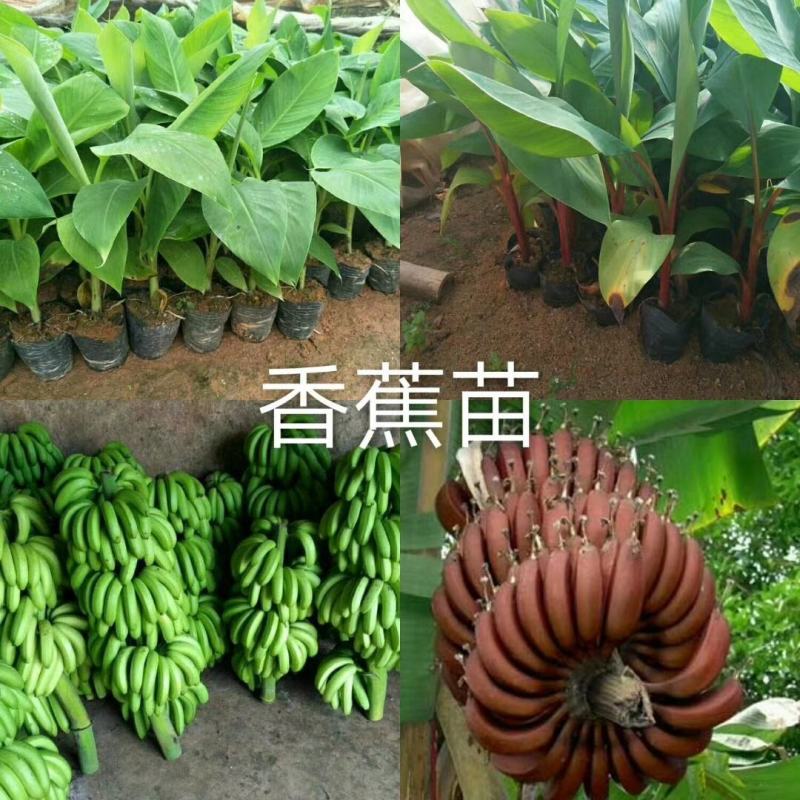 香蕉苗红美人、红皮香蕉苗树苗包邮南方北方种植