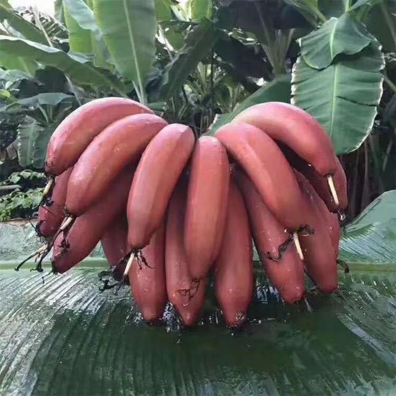 香蕉苗红美人、红皮香蕉苗树苗包邮南方北方种植